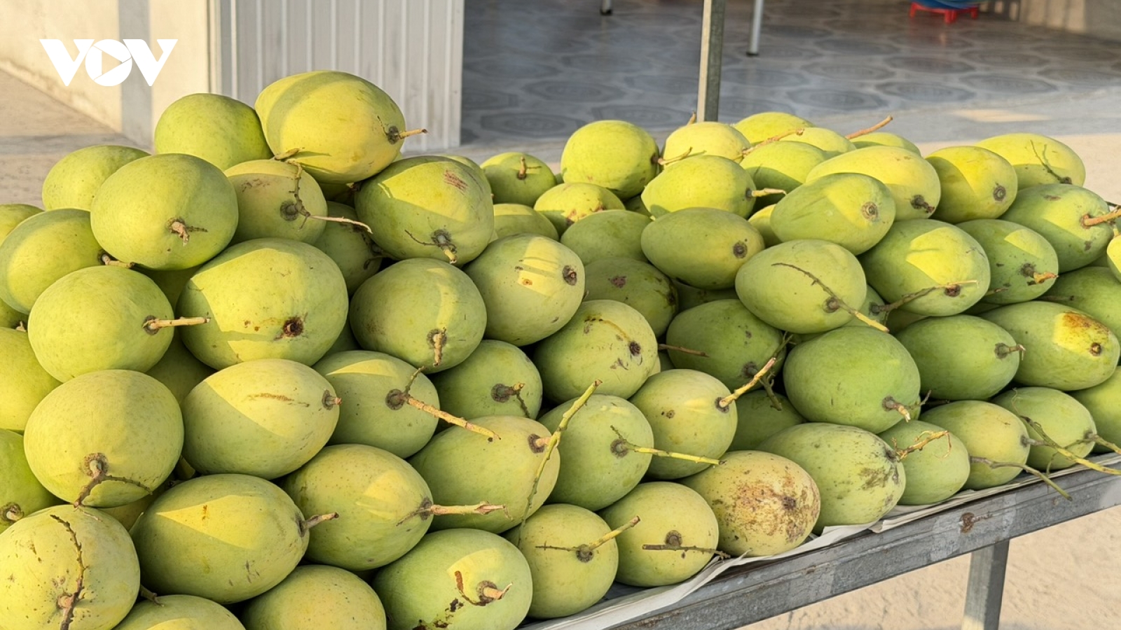 Nông dân Cần Thơ phấn khởi vì xoài được giá